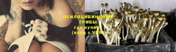 крисы Бородино